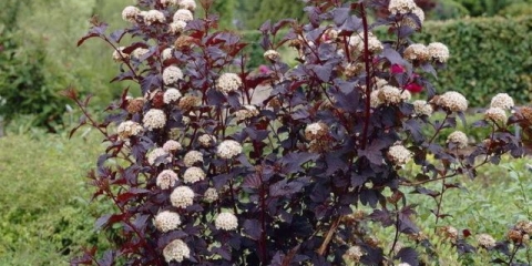 Kako razmnožiti reznice vezikula